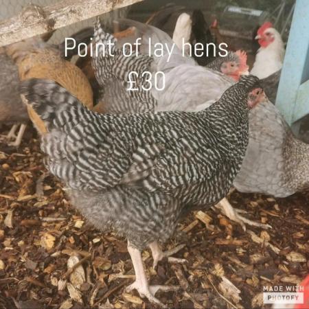 Image 5 of Point of Lay hens available now.