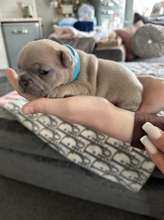 Image 24 of French bulldog Puppys quality litter PP avail