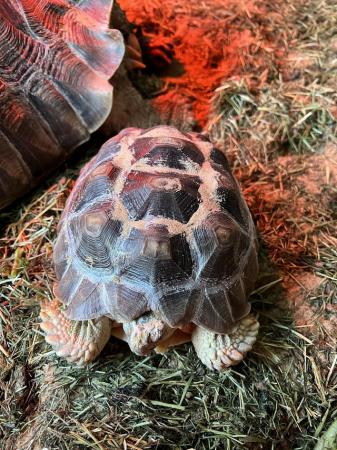 Image 3 of 2 sulcata tortoises for sale