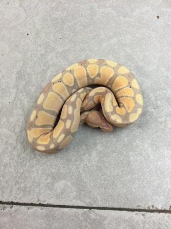 Image 1 of Royal python- Banana Male £150 Each