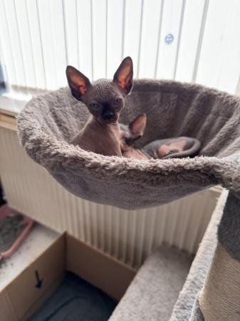 Image 11 of 2 sphynx kittens ready now for loving homes