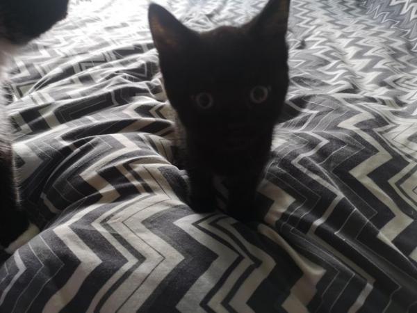 Image 1 of black kitten 3 months old