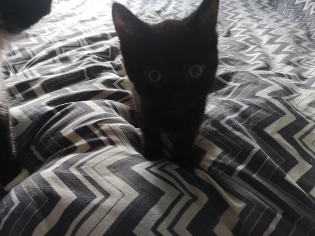 Preview of the first image of 11 week old black kitten.