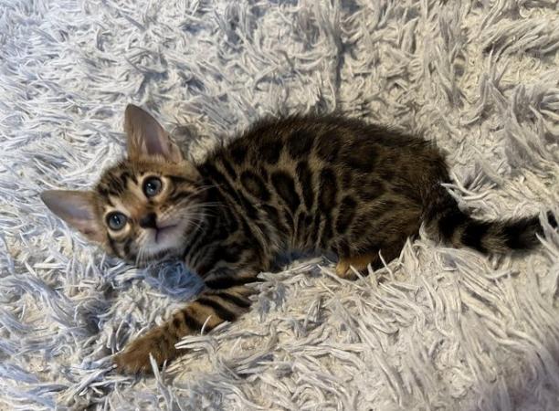Image 21 of TICA registered bengal kittens for sale!??
