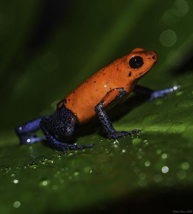 Preview of the first image of Looking For Adult Dart Frogs.