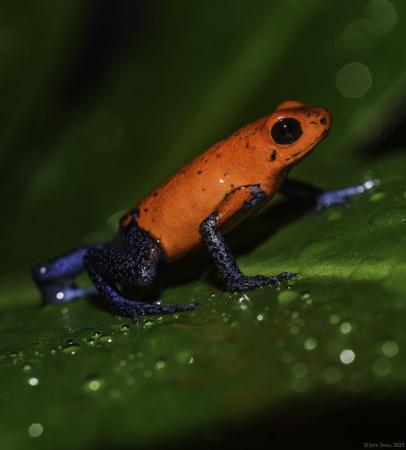 Image 1 of Looking For Adult Dart Frogs