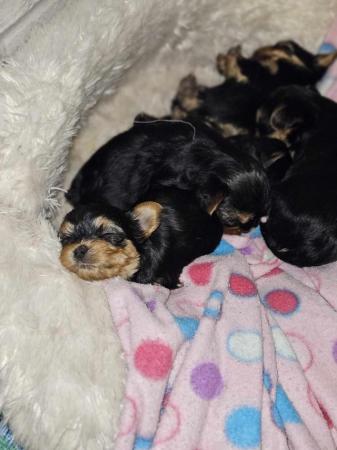 Image 4 of Miniature Yorkshire Terrier puppies for sale!
