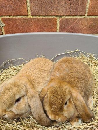 Image 12 of Adorable Dwarf Lop baby Rabbits.