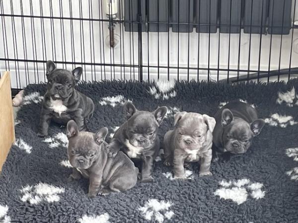 Image 19 of ***ALL SOLD*** - Stunning blue French bulldogs KC registered
