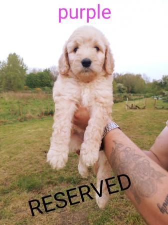 Image 4 of Fully vaccinated Standard F1BBB LABRADOODLE boy puppy left