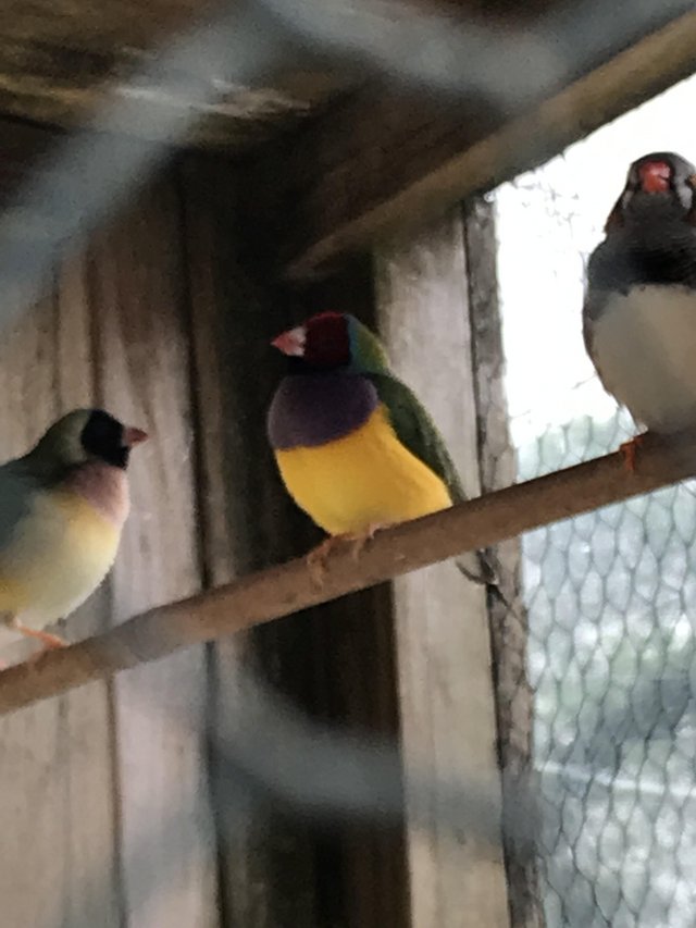 Preview of the first image of for sale Gouldian finches.