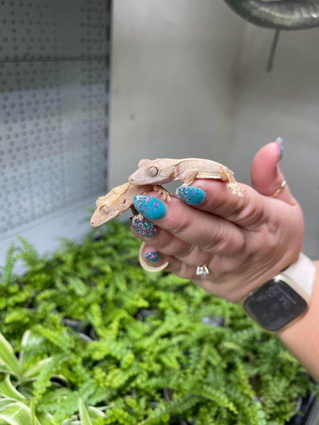 Preview of the first image of Cute baby crested geckos at urban exotics.