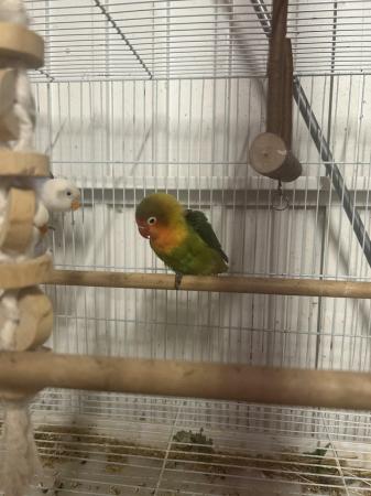 Image 1 of Beautiful lovebirds for sale