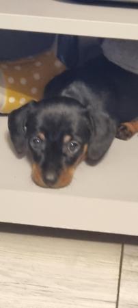 Dachshund/Jack Russell puppies for sale in Chesterfield, Derbyshire