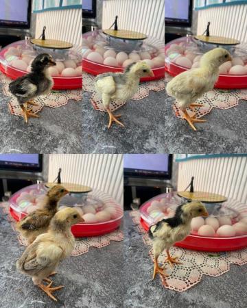 Image 2 of *Baby Brazilian Aseel Chicks For Sale*