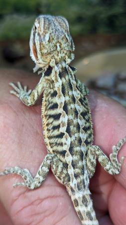 Image 2 of Baby bearded dragons first come first serve