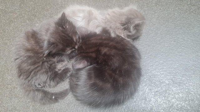 Image 4 of 7 week old half bengal kittens