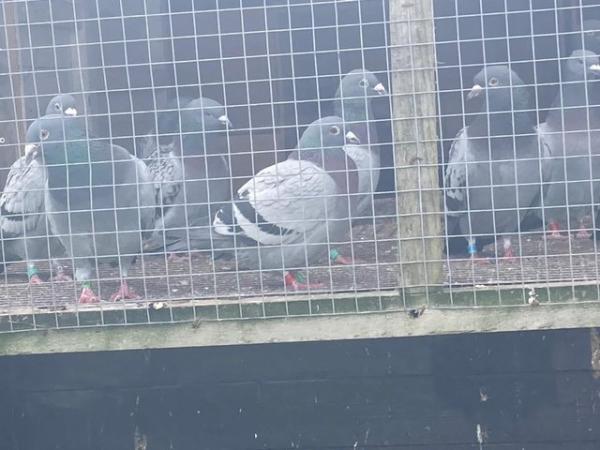 Image 5 of Racing Pigeons for sale no offers