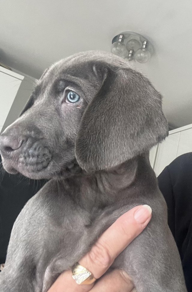 Preview of the first image of Ready now Blueweimaraner puppies.
