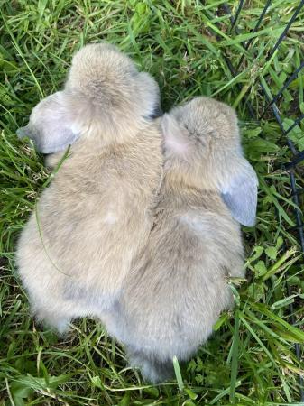 Image 9 of Mini lop baby rabbits **ready now**