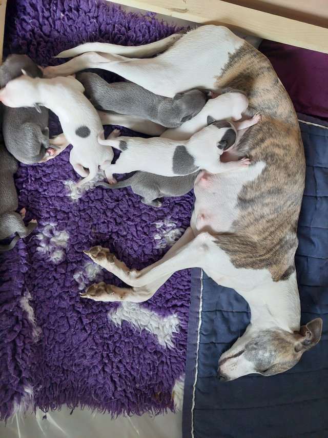 Preview of the first image of Exceptional KC registered Whippet Puppies..