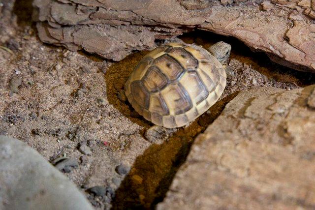Image 2 of 2023 Turkish Spur-Thighed baby tortoises