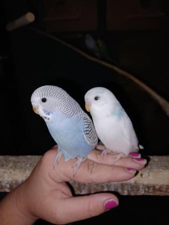 Image 6 of Baby budgies all beautiful colours