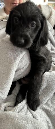 Image 19 of Labradoodle F1B puppies REDUCED 3 LEFT