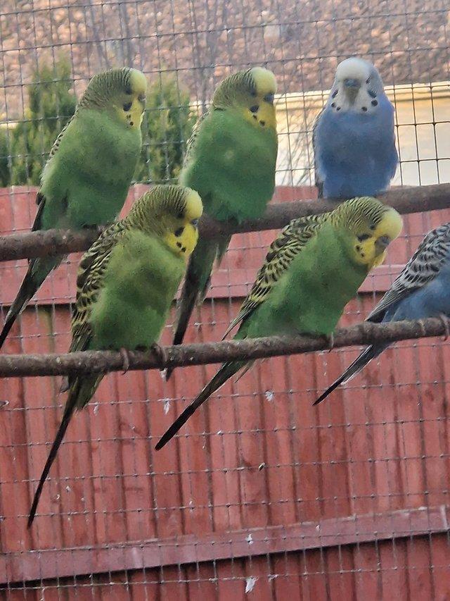Preview of the first image of Blue and green budgies for sale.