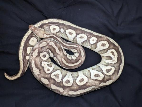 Image 4 of Flokie and ghost royal/ball pythons