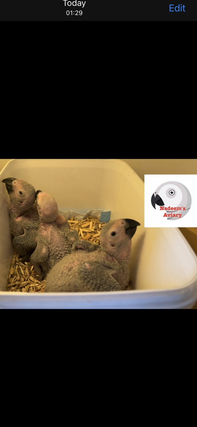 Preview of the first image of African grey baby for sale.