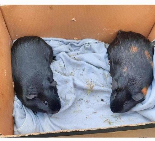 Image 3 of Adult Bonded Female Guinea pigs Available
