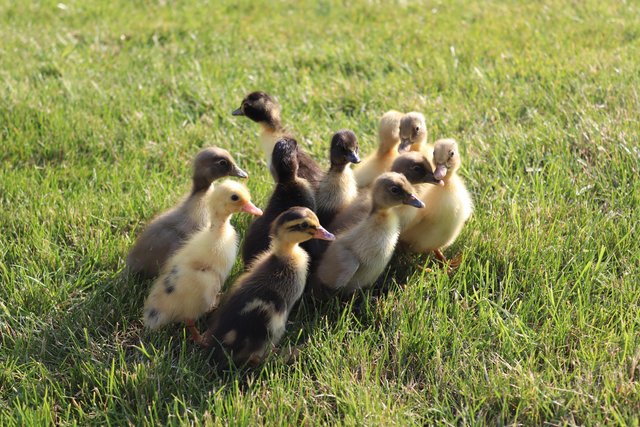 Preview of the first image of Day old runner ducklings for sale.