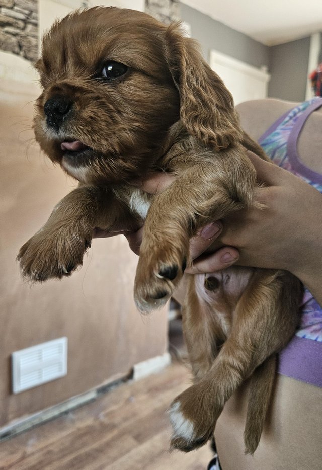 Preview of the first image of Cavalier King Charles Puppies for sale.