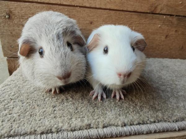Image 1 of Pair of young sows for sale