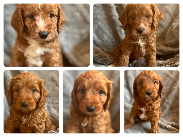Preview of the first image of Stunning F1 Fox Red CockaPoo Puppies.