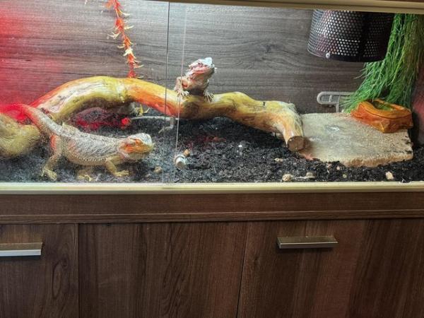 Image 7 of Breeding pair of Bearded dragons and full set up