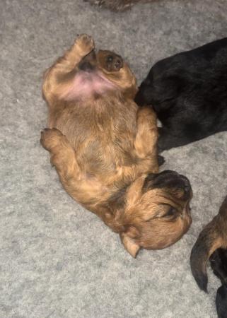 Image 10 of Border terrier / cairn x toy poodle