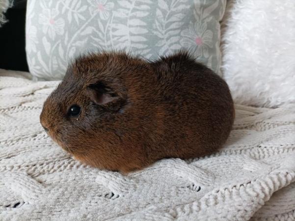 Image 3 of One year old guinea pig girl