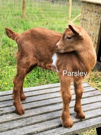 Image 2 of 3 Gorgeous Golden Guernsey type kids for sale