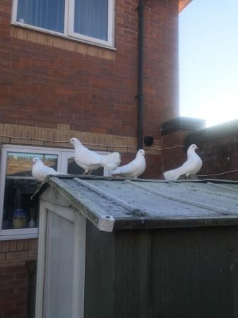 Image 3 of Fantail pigeons and Doves for sale.