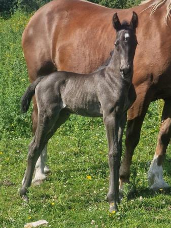 Image 1 of Welsh sports filly to make 16hh