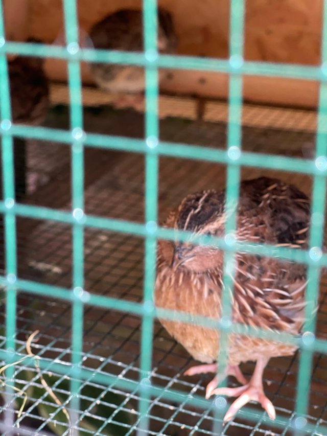 Preview of the first image of quails for sale 7,4,3 weeks old.