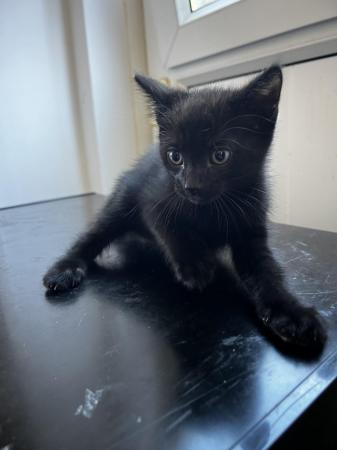 Image 5 of 1 black playfull kitten looking for a loved forever homes