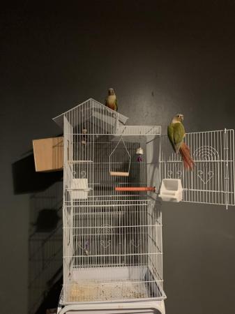 Image 4 of Pineapple conures with cage