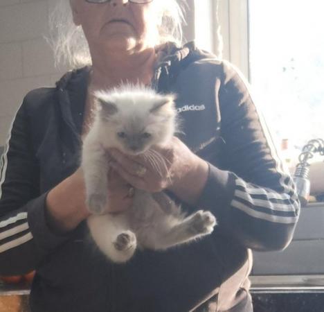 Image 2 of Pedigree Ragdoll kittens ready forever homes £350micro chipp