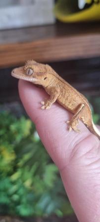 Image 5 of Crested geckos for sale, a variety of ages and colours