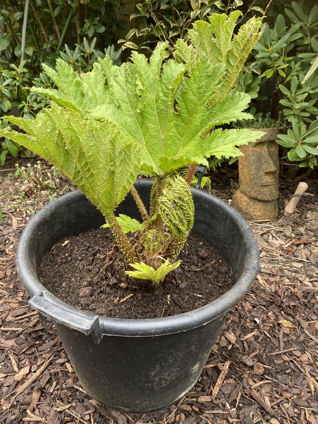 Preview of the first image of Substantial Gunnera Mannicata Crown.