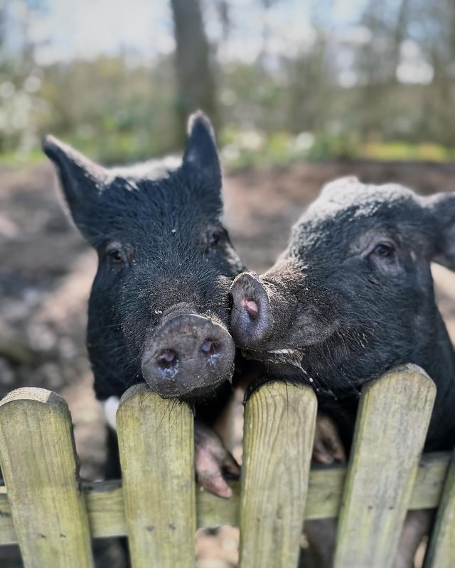 Preview of the first image of Two female kune / saddleback pigs £100 each.