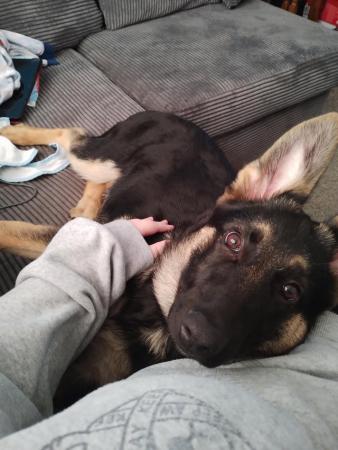 Image 2 of German shepherd puppy forever home wanted.